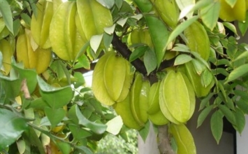 Quả khế - Vị thuốc trừ phong độc